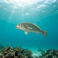 California Corbina