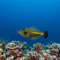 Yellow-striped Leatherjacket