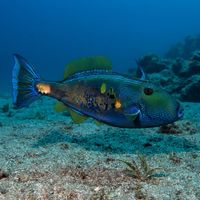 Six-spined Leatherjacket