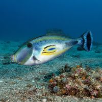 Horse-shoe Leatherjacket
