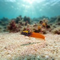 Black-headed Blenny