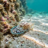 Micromelo scriptus