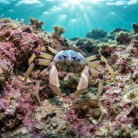 Soldier crab with a rounded blue-grey shell standing on wet sand at low tide.