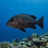 Midnight Snapper