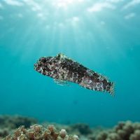 Mimic Blenny