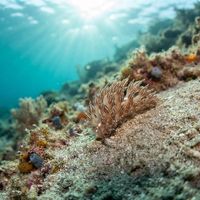 Mimic Nudibranch
