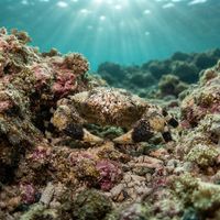 Banded Clinging Crab