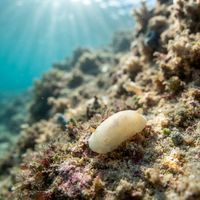 Modest Cadlina