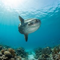 Bumphead Sunfish