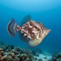 Adult fan-bellied leatherjacket with mottled brown and cream blotches drifting near a rocky reef with sponges.