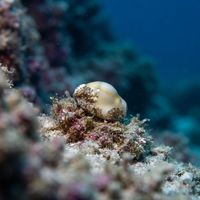 Money Cowrie