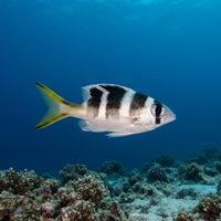Adult bigeye emperor with silvery-grey body, dark vertical bars, and large dark eyes hovering over a coral reef.
