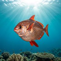 Moonfish