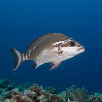 Adult red morwong with reddish-brown body and pale horizontal stripes resting near a rocky reef ledge.