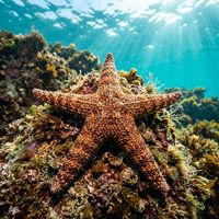 Mottled Star