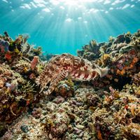 Mourning Cuttlefish