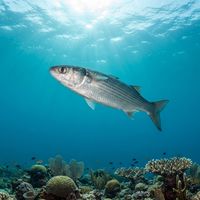 White Mullet