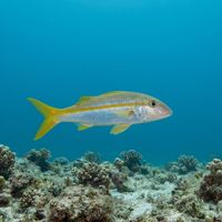 Mexican Goatfish