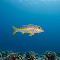 Adult yellow goatfish with a silvery body and bold yellow stripe swimming just above a Caribbean reef.