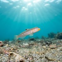 Mural Goby