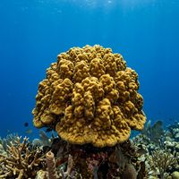 Mustard Hill Coral showing a rounded yellow-green colony with fine pitted surface texture on a shallow Caribbean reef.