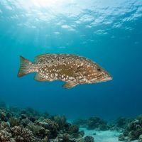Island Grouper