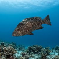 Leopard Grouper