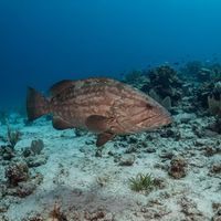 Comb Grouper