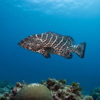 Tiger Grouper