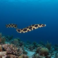 Tiger Snake Eel