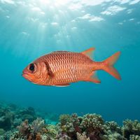 Brick Soldierfish