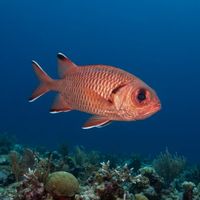 Blotcheye Soldierfish