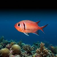Adult blackbar soldierfish with red body, large dark eyes, and a black shoulder bar hovering near a reef ledge.