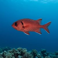 Blotcheye Soldierfish