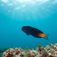 Namiye's Combtooth Blenny