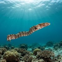 Napoleon Snake Eel