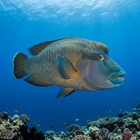 Adult Napoleon Wrasse with blue-green scales and a prominent forehead hump swimming over a coral reef.