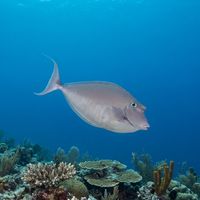 Humpback Unicornfish