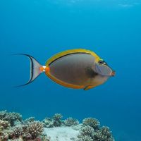 Adult orangespine unicornfish with grey-brown body, orange dorsal stripe and orange tail markings over a coral reef.