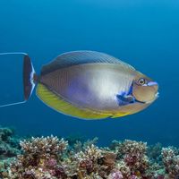 Adult bignose unicornfish with a blue-grey body, bulbous forehead, and yellow tail markings hovering over a reef.