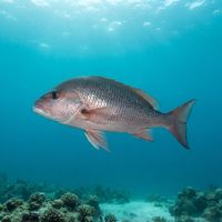 Natal Fingerfin