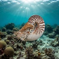 Bellybutton Nautilus