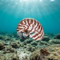 Chambered Nautilus with a striped brown and cream coiled shell drifting near a reef wall at night.