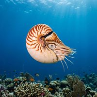 Nautilus with creamy white shell marked with reddish-brown stripes, tentacles extended, drifting over a dark reef.