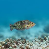 Nebulous Wrasse