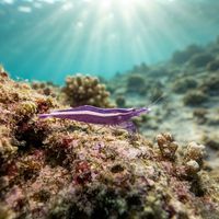 Needle Shrimp
