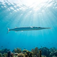 Needlefish with elongated silver body and long beak-like jaws swimming just below the water surface in open blue water.