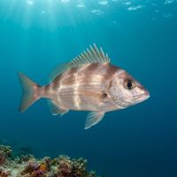 Jackass Morwong