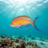 Threadfin Anthias