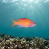 Peach Anthias